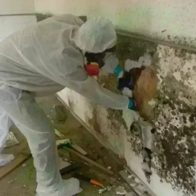 Mold Remediation and Removal in Wilson, NC